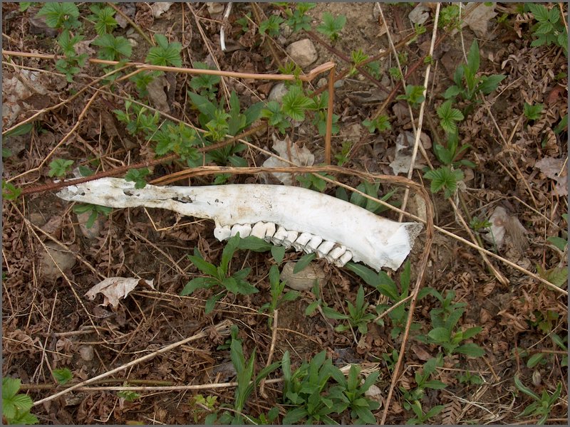 CF100 Crash Site  6.jpg