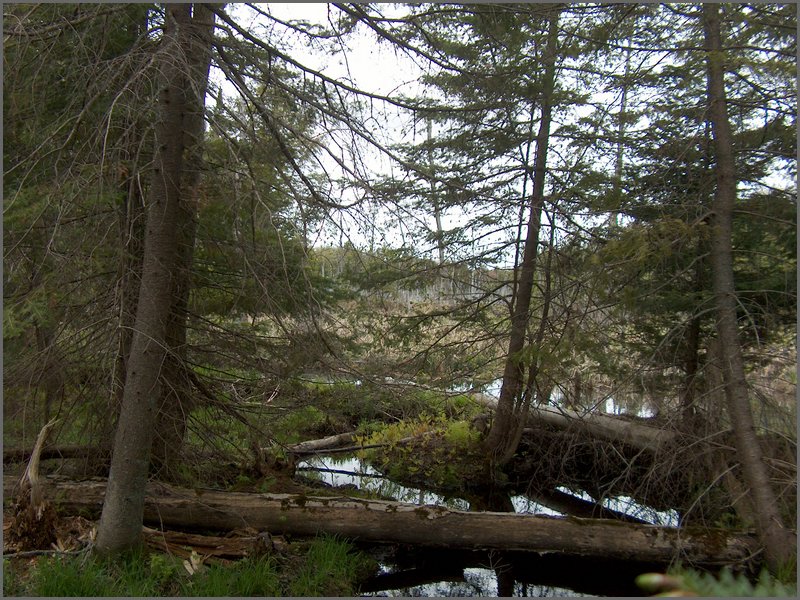 CF100 Crash Site 10.jpg