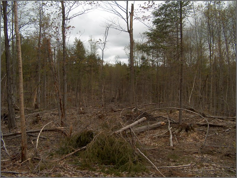CF100 Crash Site 35.jpg