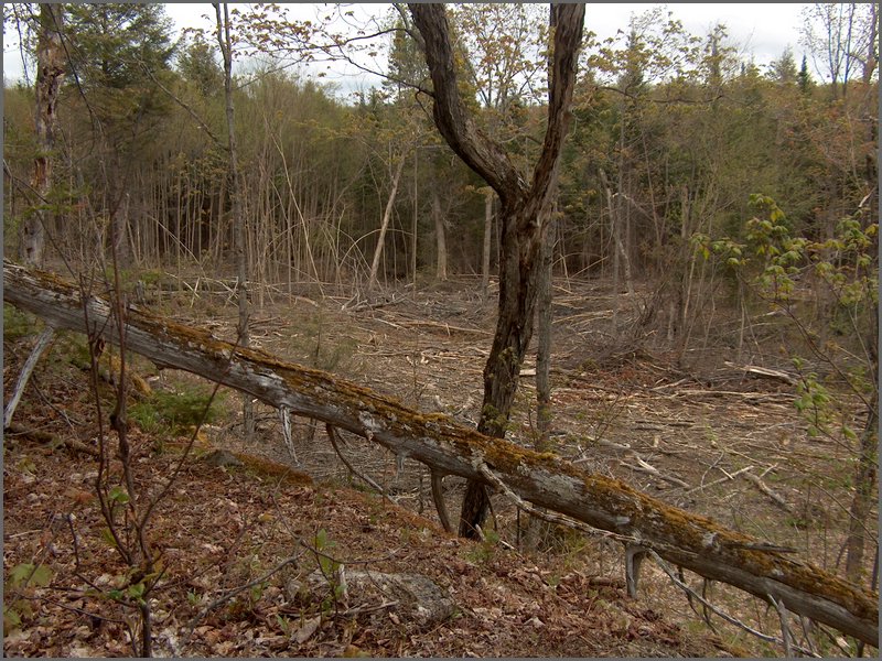 CF100 Crash Site 36.jpg