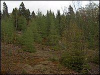 CF100 Crash Site  4.jpg