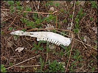 CF100 Crash Site  6.jpg