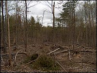 CF100 Crash Site 35.jpg