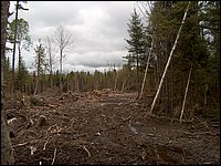 CF100 Crash Site 40.jpg
