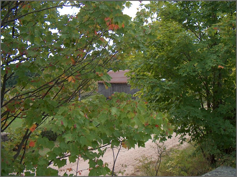 Barn through Leaves.jpg