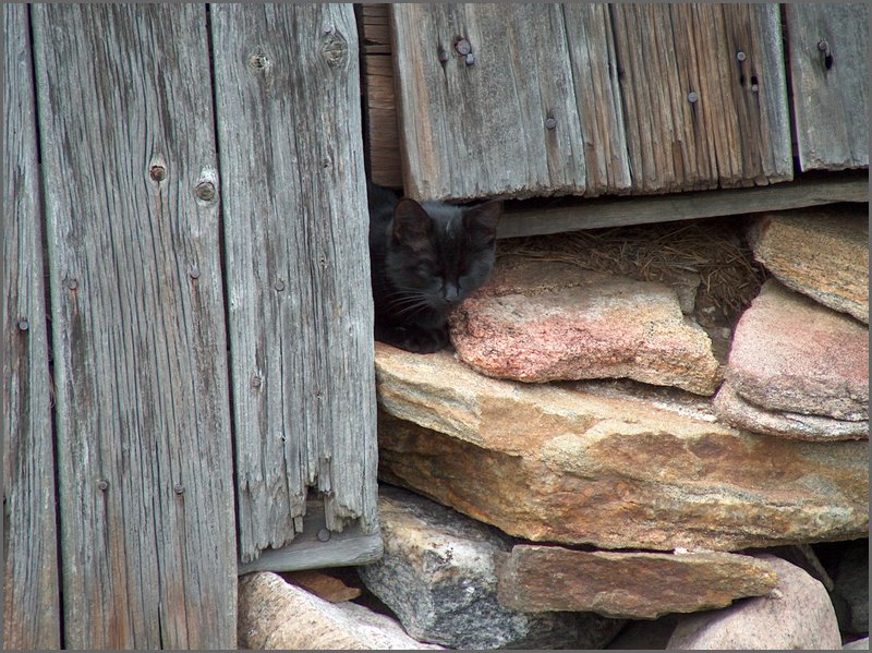Black Cat.jpg