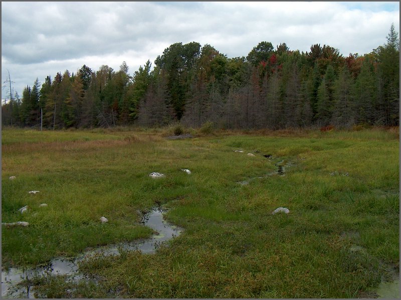 Former Pond.jpg