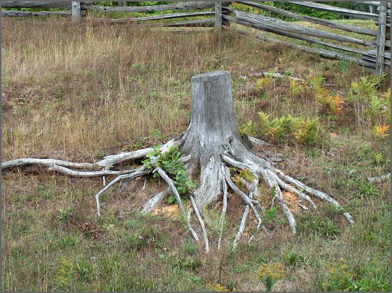 Pine Tree Stump.jpg