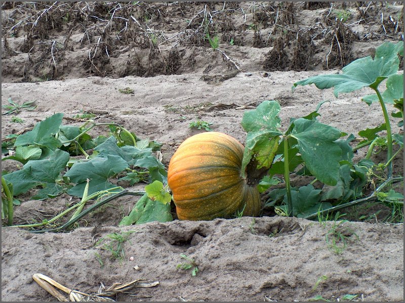 Pumpkin In Garden.jpg