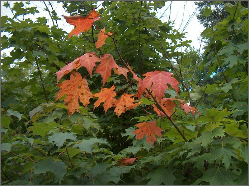 Red Leaves.jpg