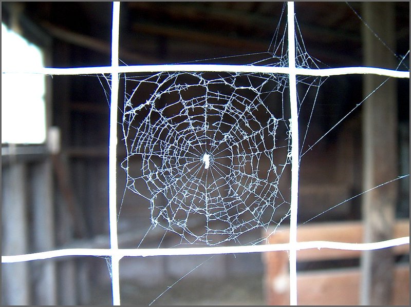 Spider Web On Door.jpg