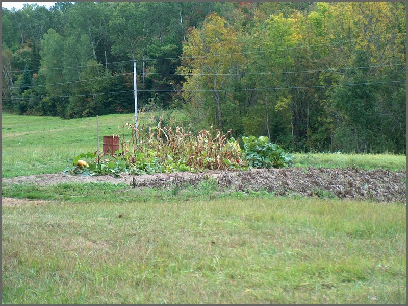 The Garden In Fall.jpg