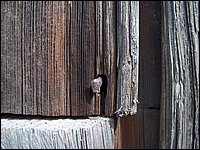 Barn Board Square Nail.jpg