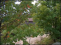 Barn through Leaves.jpg