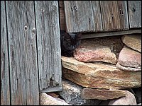 Black Cat.jpg