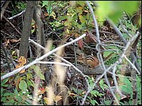 Chipmunk.jpg