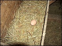 Fresh Eggs.jpg
