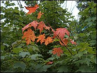 Red Leaves.jpg