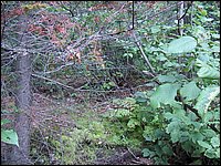 Site Of Our Dam.jpg