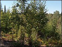 Hpim2274.jpg