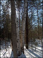 Jan_28_2006_23.JPG