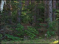 Powassan June 2006 10.JPG