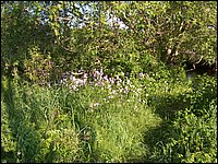 Powassan June 2006 81.JPG