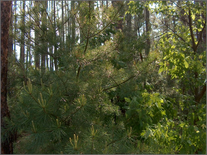 June Rain 2005  5.jpg