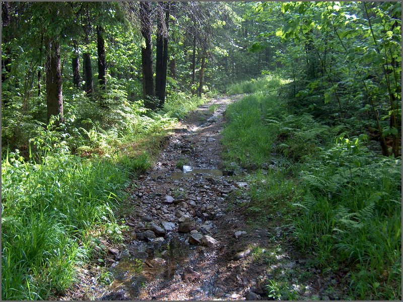 June Rain 2005 14.jpg