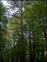 Pine Trees Grandpa Planted 1920's.jpg.JPG