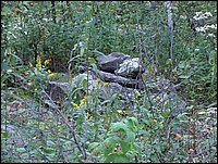 Stone Pile By Field.jpg.JPG