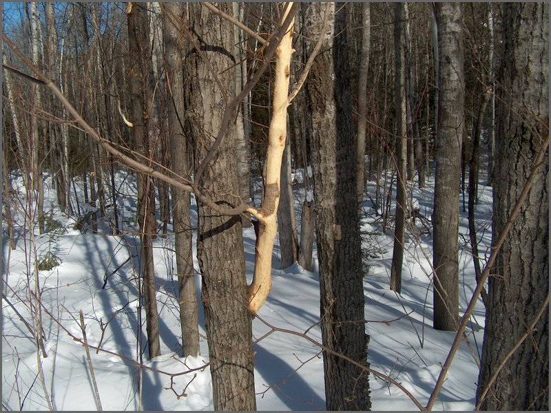 March 2006 43.jpg