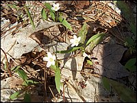 Mothers Day 2005 23.jpg