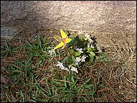 Mothers Day 2005 32.jpg