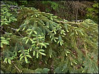 May 2006 01.JPG