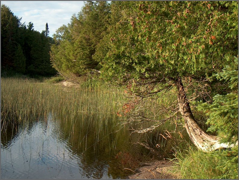 Cedar Tree At Mud Lake.jpg