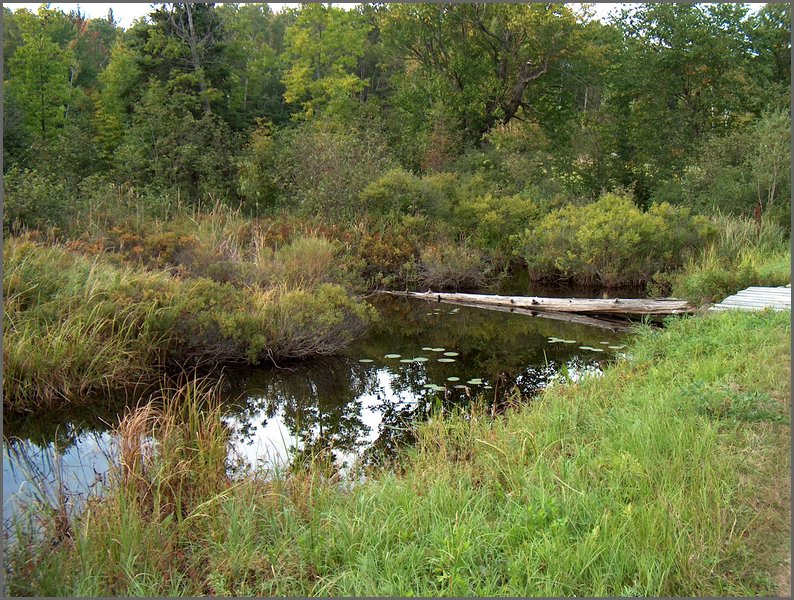 Creek By Bridge.jpg.JPG