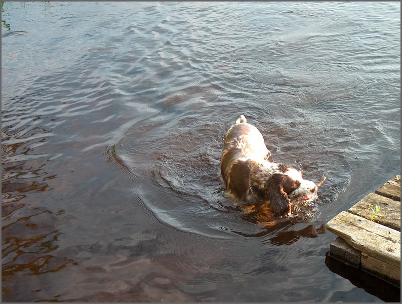 Goofy Swimming At Mud Lake.jpg