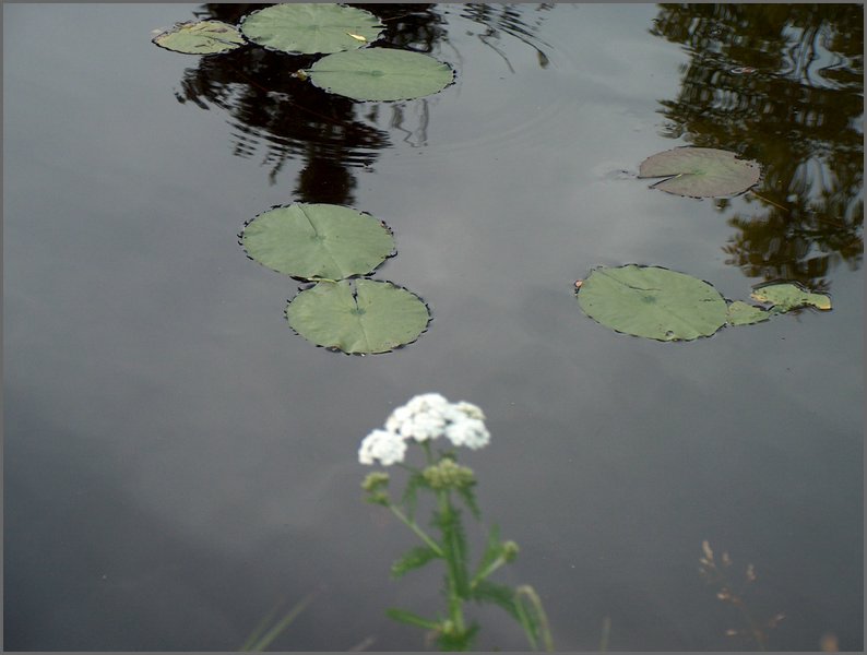 Lily Pads By Bridge.jpg.JPG