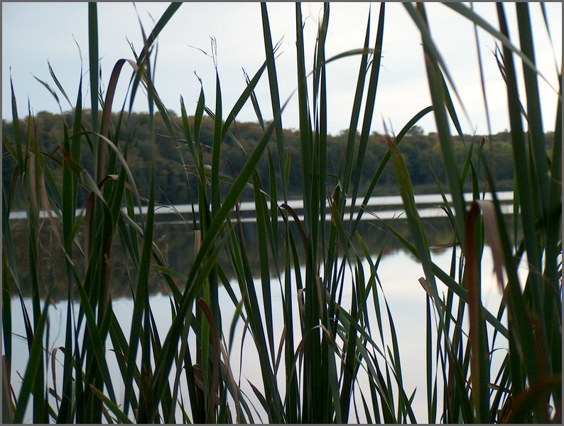 Mud Lake Through The Cat Tails.jpg.JPG