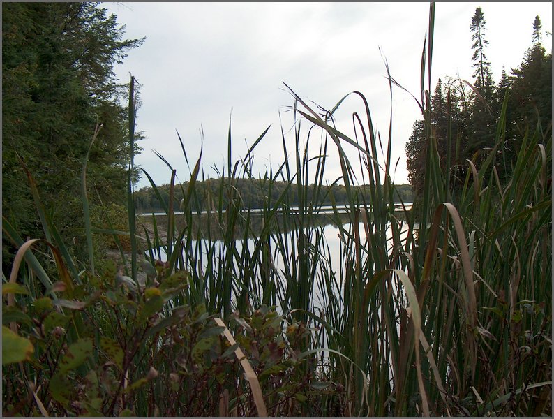 Mud Lake and The Cat Tails.jpg.JPG