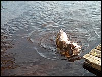 Goofy Swimming At Mud Lake.jpg
