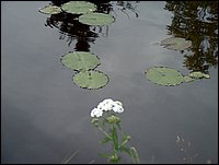 Lily Pads By Bridge.jpg.JPG