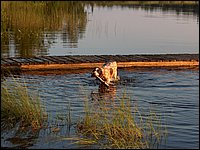 Mud Lake July 2004d.jpg