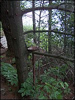 Mud Lake June 2004j.jpg