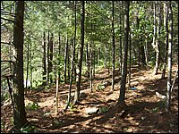 Mud Lake June 2004q.jpg