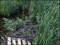 Mud Lake June 2004wz.jpg
