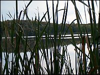 Mud Lake Through The Cat Tails.jpg.JPG