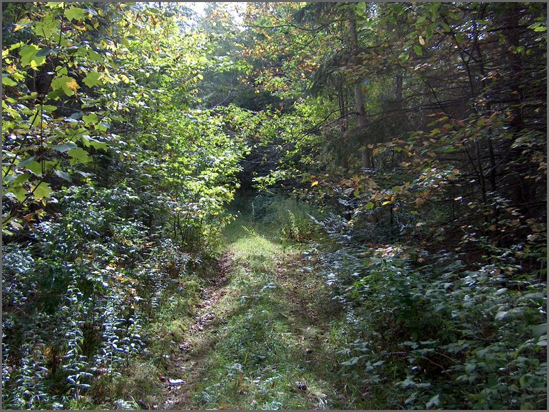 1660-Road To Gravel Pit.jpg
