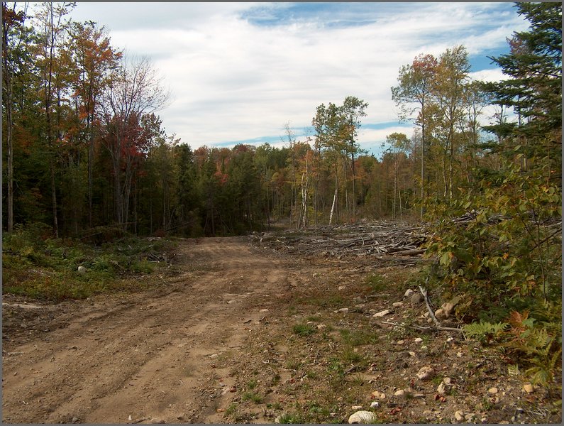 1692-Logging Road.jpg